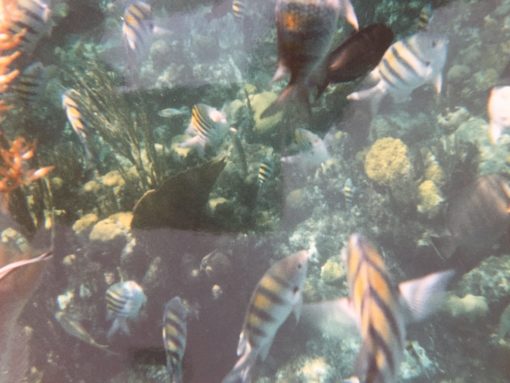 Touring Paradise Island in the bahamas